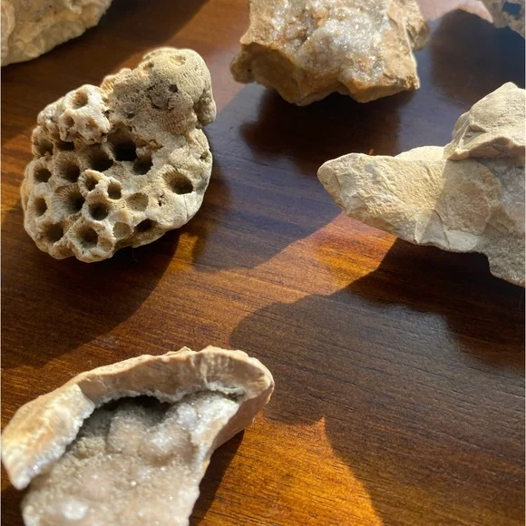 Assorted Fossils & Rocks 🪨🪸 - Picture 13 of 15